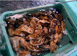 安心安全で美味しいカキへのこだわり